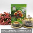Các loại nấm lim xanh có những loại nào Công ty nấm lim Tiên Phước