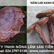 Cách phân biệt nấm lim xanh thật và giả từ kinh nghiệm người Quảng Nam