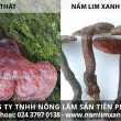 Cách phân biệt nấm lim xanh thật giả và địa chỉ mua nấm lim thật