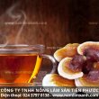 Cách sử dụng nấm lim xanh với cách nhận biết phân biệt nấm lim