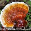 Cách sử dụng nấm lim xanh hiệu quả những lưu ý cách dùng nấm lim
