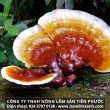 Công dụng chữa bệnh của nấm lim xanh ung thư mỡ máu xơ gan