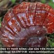 Công dụng nấm liêm xanh thật điều trị bệnh ung thư buồng trứng
