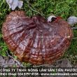 Bán nấm lim xanh Quảng Nam uy tín Công ty nấm lim Tiên Phước