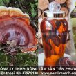 Nấm lim xanh Tiên Phước ngâm rượu tác dụng và cách dùng