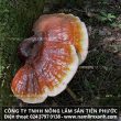 Nấm Lim xanh nhận giải thương hiệu – nhãn hiệu nổi tiếng 2013