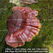 Nấm lim xanh có tác dụng gì trị bệnh với cách dùng nấm lim rừng hiệu quả