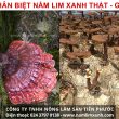 Nấm lim xanh giả với tác hại và cách phân biệt nấm lim thật ở nơi mua uy tín
