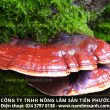 Nấm lim xanh mọc ở đâu và cách thu hái bảo quản sơ chế nấm lim tự nhiên