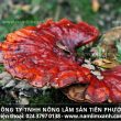 Nấm lim xanh mọc ở đâu và tác dụng nấm lim xanh Tiên Phước