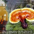 Nấm lim xanh ngâm rượu với cách sử dụng và ngâm rượu nấm lim