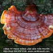 Nấm lim xanh Quảng Nam cách dùng và công dụng nấm lim xanh