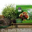 Nấm lim xanh cách sử dụng để làm đẹp da trị nám và giảm cân tốt