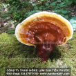 Nấm lim xanh giá rẻ có tốt không cách phân biệt nấm lim thật giả