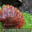Nấm lim xanh tại Hà Nội địa chỉ bán nấm lim Tiên Phước đúng giá