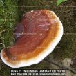 Nấm lim rừng tự nhiên các nghiên cứu khoa học tác dụng nấm lim