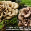 Nấm Maitake: Đặc điểm tác dụng và cách dùng nấm Maitake