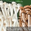 Nấm ngọc trâm đặc điểm tác dụng cách dùng nấm ngọc trâm ngon bổ
