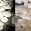 Nấm sò với đặc điểm tác dụng và cách dùng nấm sò ngon bổ dưỡng