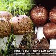 Nấm thái dương với đặc điểm tác dụng cách dùng nấm thái dương