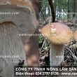 Nấm thông với đặc điểm tác dụng và cách dùng nấm thông ngon bổ