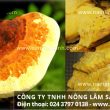 Nấm thượng hoàng với tác dụng cách dùng nấm thượng hoàng sơn