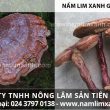 Phân biệt nấm lim xanh tự nhiên cách nhận biết từ hình ảnh giá bán