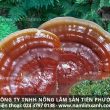 Tác dụng chữa bệnh của nấm lim xanh cách dùng nấm lim công dụng tốt