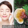 Tác dụng của nấm lim xanh rừng chống lão hóa làm đẹp da hiệu quả