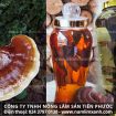 Nấm lim xanh ngâm rượu tác dụng cách dùng uống rượu nấm lim