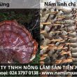 Tác hại của nấm lim xanh và phân biệt nấm lim xanh rừng với trồng