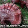 Uống nấm lim xanh có tác dụng gì những lưu ý sắc nấu uống nấm lim