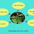 Cây xạ đen có công dụng gì? Cách phân biệt cây xạ đen thật và giả