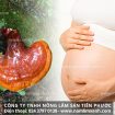 Bà bầu có uống được nấm lim xanh không với tác dụng nấm lim rừng