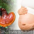 Bà bầu có uống được nấm lim xanh không với tác dụng nấm lim rừng
