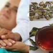 Bán cây xạ đen tại TP HCM – Nơi bán cây, trà, cao xạ đen uy tín