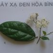 Bán xạ đen tại Hà Nội bao nhiêu tiền 1kg? Địa chỉ bán xạ đen uy tín