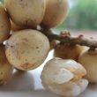 Ngon, bổ, rẻ với quả bòn bon Quảng Nam