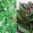 Cà gai leo xạ đen – Bài thuốc mới đặc trị ung thư gan hiệu quả