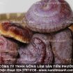 Cách bảo quản nấm lim xanh khỏi ấm mốc mọt và cách sắc nấm lim