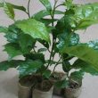 Cách chăm sóc cây xạ đen khoa học. Kỹ thuật trồng cây xạ đen