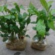 Cách dùng lá xạ đen tốt cho sức khỏe. Uống xạ đen có gây vô sinh?