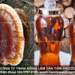 Cách làm nấm lim xanh sơ chế chế biến nấu và uống nấm lim đúng liều lượng