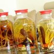 Cách nấu lá xạ đen chữa bệnh hiệu quả và lưu ý sử dụng