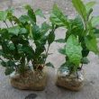 Bán giống xạ đen ở đâu uy tín? Kỹ thuật trồng xạ đen đúng chuẩn