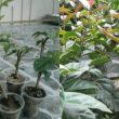 Cách trồng cây xạ đen: kỹ thuật trồng, nhân giống và chăm sóc