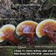 Cần mua nấm lim xanh chữa bệnh những ai nên uống nấm lim tác dụng tốt