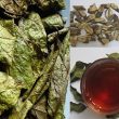 Cây thuốc xạ đen có tác dụng gì? Cách dùng lá xạ đen tươi, khô
