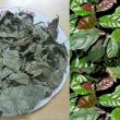 Cây xạ đen chữa bệnh gì? Cách sử dụng xạ đen chữa bệnh tốt nhất