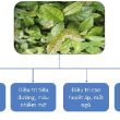 Cây xạ đen chữa được những bệnh gì? Cách nấu uống xạ đen khoa học